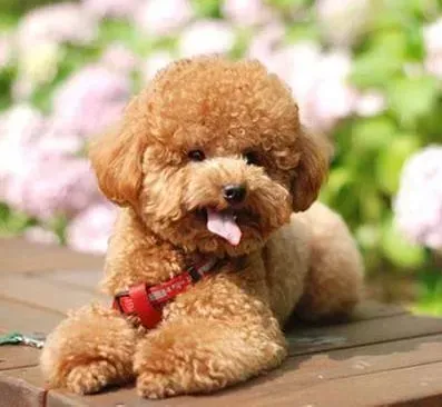 贵宾犬|这样遛狗才文明 遛贵宾犬必带物品有哪些