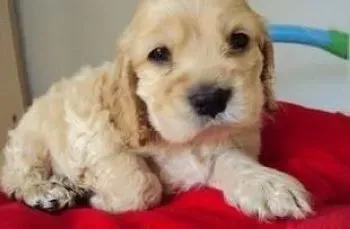 可卡犬|怎样让可卡犬在冬天的时候远离肾脏病