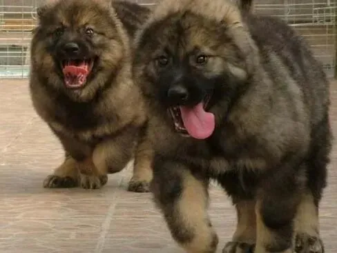 高加索犬|高加索犬产后奶量极少 有什么办法让狗妈妈大量产奶