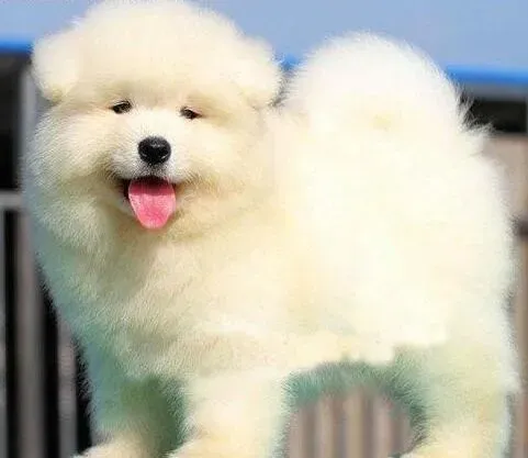 萨摩耶|萨摩耶犬能吃鸡鸭鹅骨头吗
