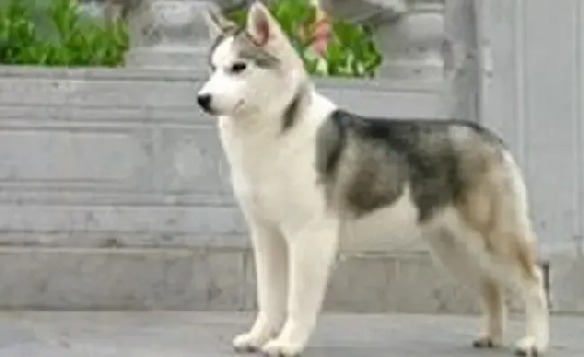 哈士奇|哈士奇跳跃训练  爱犬必须技能