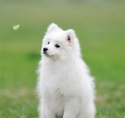 银狐犬怎么训练上厕所 观察它的排泄习惯 | 银狐犬