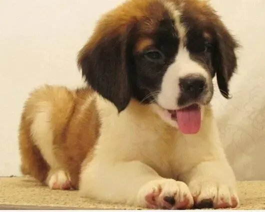 圣伯纳犬|圣伯纳犬冬季补身体讲究多多