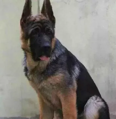 德国牧羊犬|德国牧羊犬的某些基本训练手法