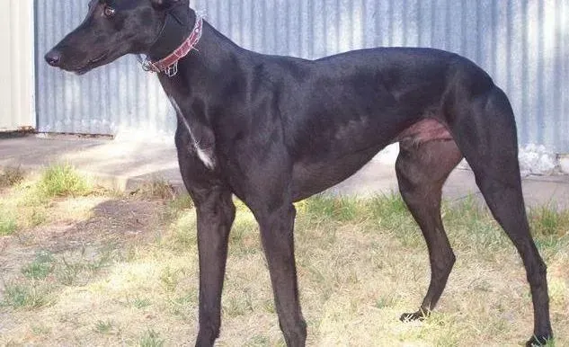格力犬|刚买的格力犬老趴着不吃东西怎么办