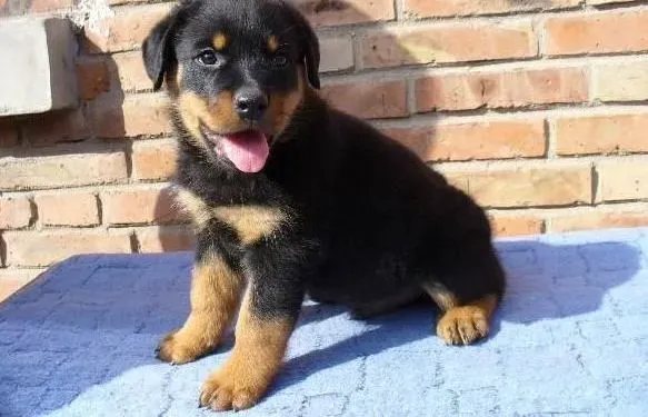 罗威纳犬|让罗威纳犬接受陌生狗狗的小妙招