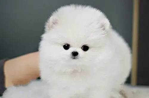 博美犬的原产地 博美犬的原产地就是德国 | 博美犬