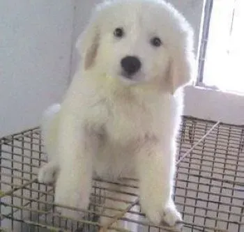 大白熊犬|眼睛是心灵的窗户 如何护理大白熊犬的眼睛