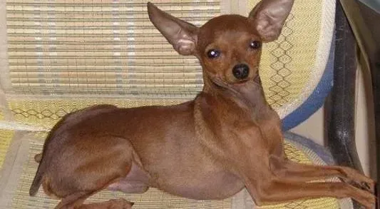 杜宾犬|教你如何轻松解决杜宾犬的体臭问题