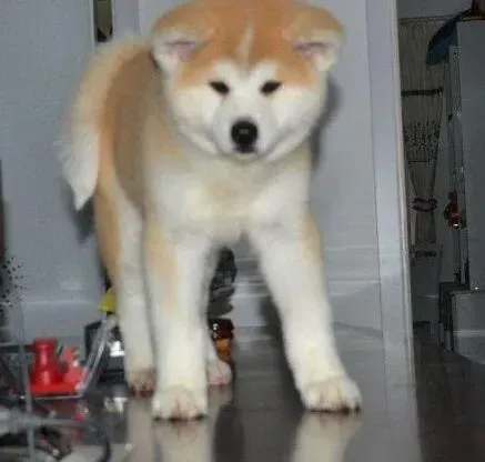 秋田犬|秋田犬最近总是睡觉不爱吃饭是怀孕了吗