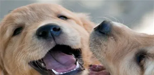 金毛寻回犬饲养标准 金毛寻回犬的所需膳食 | 金毛寻回犬