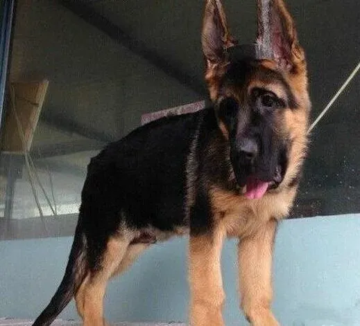 德国牧羊犬|日常生活中什么原因会导致德国牧羊犬消化不良