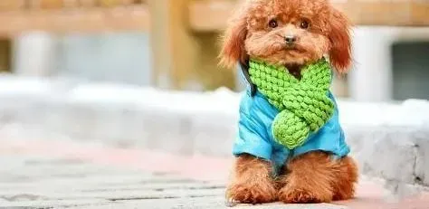 贵宾犬|贵宾犬眼鼻出现分泌物到底是什么原因