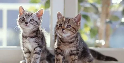 猫角膜炎怎么办 猫角膜炎需要防治的方法 | 猫