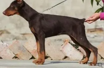 杜宾犬|杜宾犬有哪些较为常见的心理活动