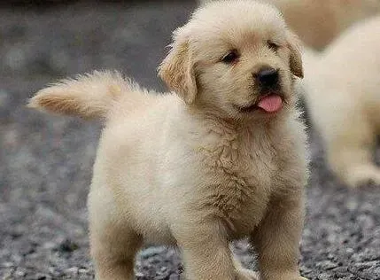 金毛|金毛犬在秋季重磅来袭，如何养它成问题