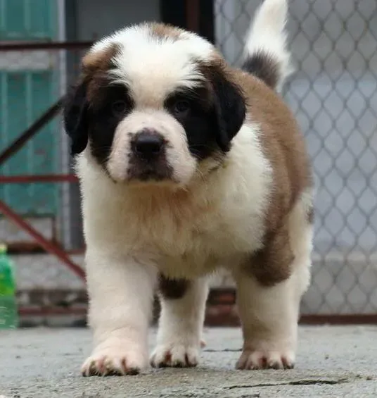 圣伯纳犬|圣伯纳犬注射疫苗后又拉又吐怎么办