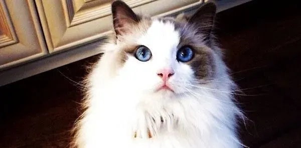 布偶猫眼睛变色  布偶猫眼睛颜色变了原来这么多原因 | 布偶猫