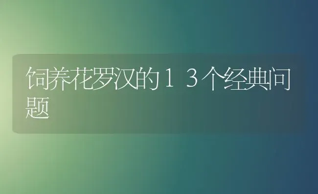 饲养花罗汉的１３个经典问题 | 鱼类宠物