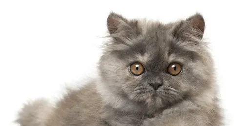 宠物猫的品种价格 带你了解宠物猫的信息 | 猫