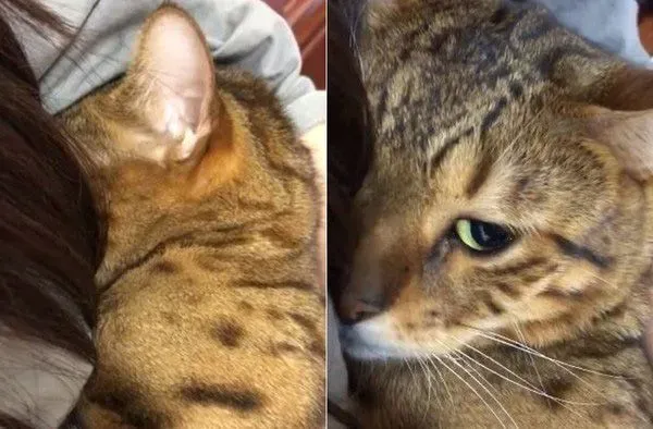 只是去上个班 豹猫闹脾气实力超萌撒娇 | 狗
