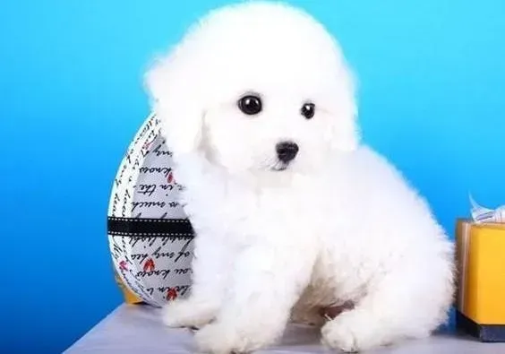 比熊犬|盘点比熊犬经常舔屁股的几个原因