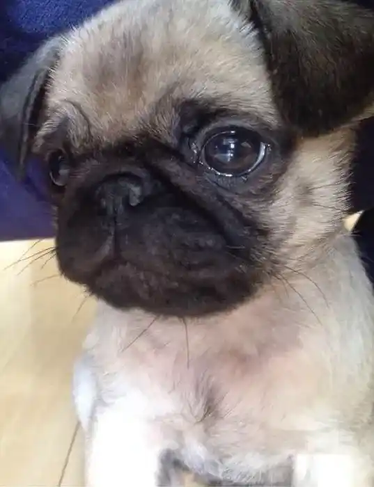 巴哥犬|对于巴哥犬爱咬人的原因详解