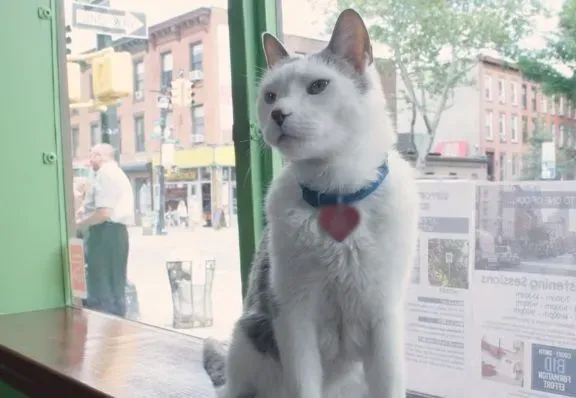 超专业的房仲猫咪 不仅接待客人还会陪签约 | 猫