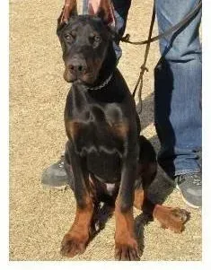 杜宾犬|杜宾犬耳朵里面散发臭味，有什么解决办法