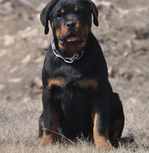 罗威纳犬|两个月的罗威纳犬吃完就拉正常码