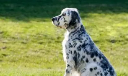 英国雪达犬的形态特征 颈部长而优美 | 英国雪达犬