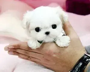 马尔济斯|马尔济斯犬咳嗽带白痰 求专业朋友指点