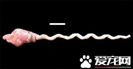 鸟怎么交配 对于绝大部分的鸟类是快枪手 | 鸟