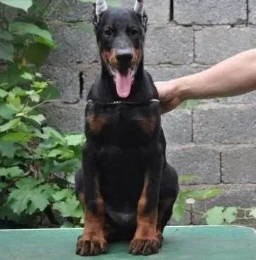 杜宾犬|给杜宾幼犬喂食的小窍门有哪些