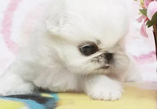 京巴狗|如何给京巴犬修剪指甲 求指点
