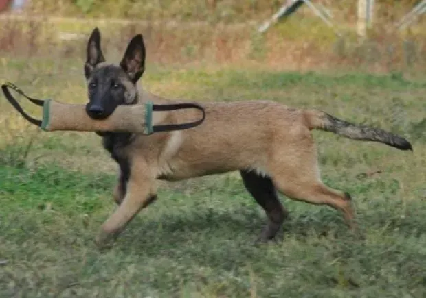 昆明犬|我家刚出生不久的昆明犬总是爱叫是为什么