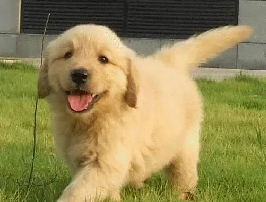 金毛|金毛犬能吃地瓜吗 求大家解答