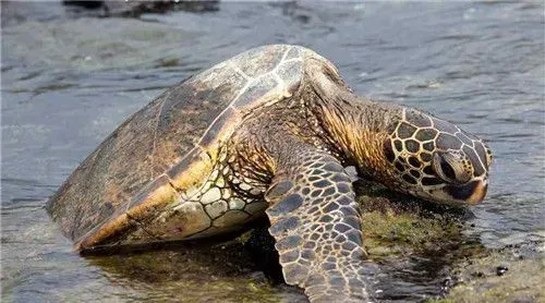 海龟和乌龟的区别 海龟整天只能在海底爬来爬去 | 乌龟