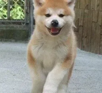 秋田犬|饲养秋田犬前要做好哪些日常准备
