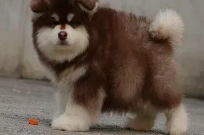 阿拉斯加犬|阿拉斯加犬不愿意梳理被毛应该怎么办