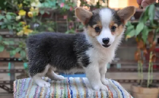 柯基犬|让柯基犬保持安静的六种小方法