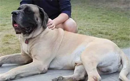 马士提夫犬与大丹哪个高 这两种狗身高差不多 | 马士提夫犬