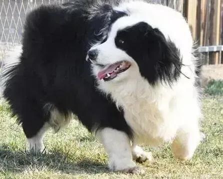 边境牧羊犬|自己在家怎么给边境牧羊犬打疫苗