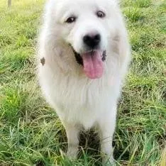 大白熊犬|大白熊犬犬瘟已经痊愈还会留下什么后遗症吗