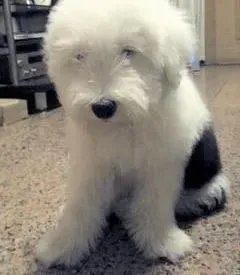 古代牧羊犬|了解一些可以为古代牧羊犬去屑的方法