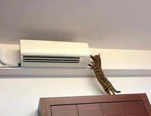 只是去上个班 豹猫闹脾气实力超萌撒娇