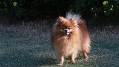 博美犬的原产地 博美犬的原产地就是德国 | 博美犬