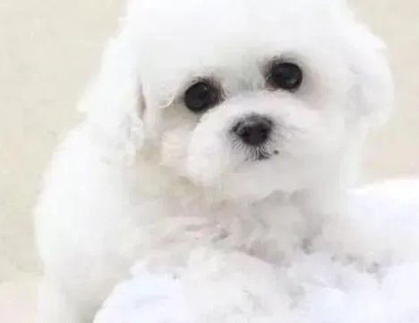 比熊犬|比熊犬最近鼻子破了流黄脓水什么情况