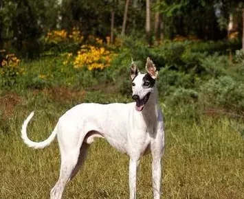 灵缇犬的饲养 保持犬舍的清洁干净 | 灵缇