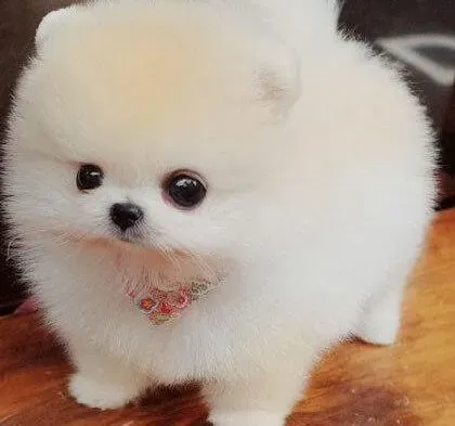 博美犬|博美犬肠胃不好需要如何调理
